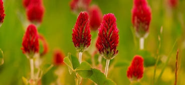 Trèfle Rouge